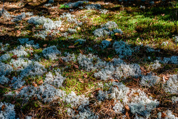 Laurentians parks and wildlife reserves