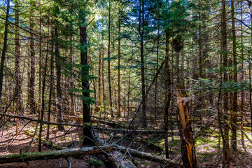 Laurentians parks and wildlife reserves