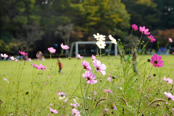 洞峰公園のコスモス（茨城県つくば市）