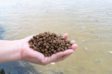 Pellets of fish food on hand. Feeding  Pangasius fish in the river