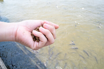 Pellets of fish food on hand. Feeding Pangasius fish in the river