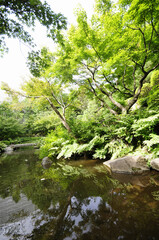 Fototapeta na wymiar 池田山公園の森林と池