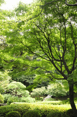池田山公園の森林
