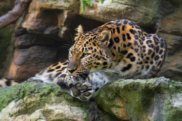 Amur leopard (the most critically endangered leopard)  © DarZel
