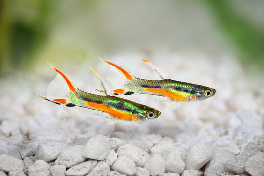 Endler Guppy Poecilia wingei tiny colorful tropical aquarium fish
