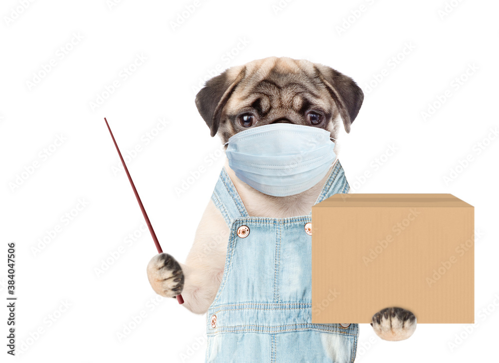 Poster pug puppy wearing medical protective mask and overalls holds big box and points away on empty space.