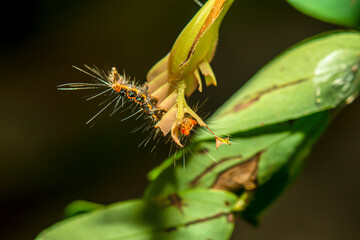 Caterpillars eating leaves to make it healthy.
