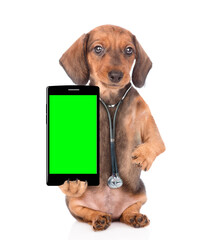 Dachshund puppy wearing  stethoscope and doctor's hat holds smartphone with empty green screen. Isolated on white background