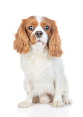 Portrait of a Сavalier King Charles Spaniel puppy. Isolated on white background