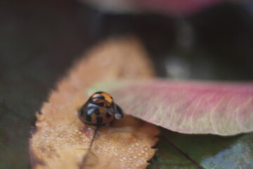 Ladybug with a droplet on the leaves