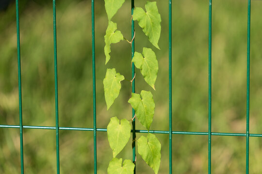 natural background with trudging plant on the metal bars