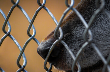 Old grey wolf in captivity