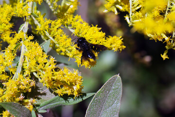 Macro small black carpenter bee with pollen sac on leg on yellow goldenrod