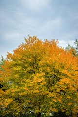 Autumn colors by the riverside 