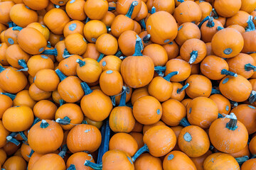 Lots of small Pumpkins at a Pumpkin Patch in October
