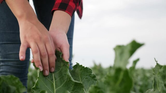 Agriculture. farmer girl hand caring for green a plants in the garden. agriculture. agribusiness subsistence crop agriculture. farmer hand girl works crop harvests beet