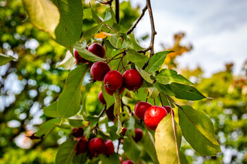 Autumn colors by the riverside 