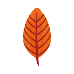 autum lanceolate leaf flat style icon