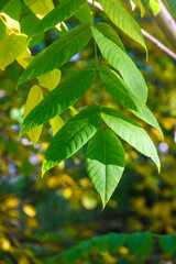Green leaves of a bird cherry with blurred background in sunset light.