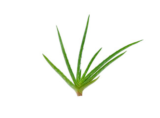 Aloe vera plant isolated on white background.