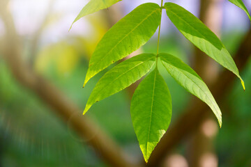 Green leaves of a bird cherry with blurred background in sunset light.