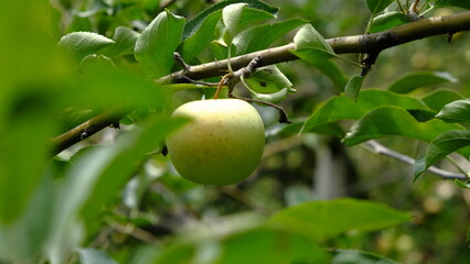 apple on tree