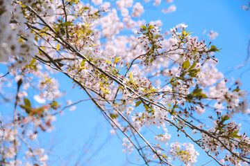 Cherry blossoms in spring, Kyoto, Japan