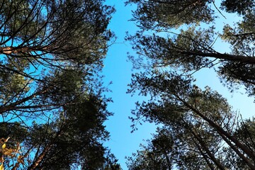Pitchfork on the blue sky through the crowns of pine trees