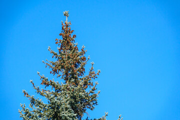 Spruce tree with a lot of cones against a blue sky.