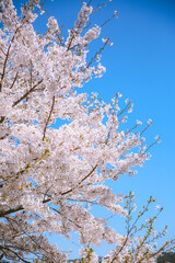 Cherry blossoms in spring, Kyoto, Japan