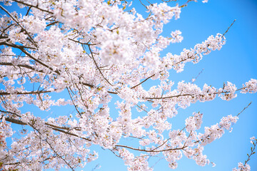 Cherry blossoms in spring, Kyoto, Japan
