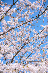 Cherry blossoms in spring, Kyoto, Japan