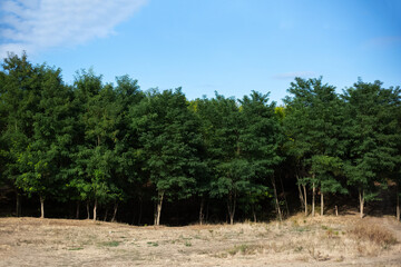 Natural background of landscape, dark forest sunny day with blue sky.