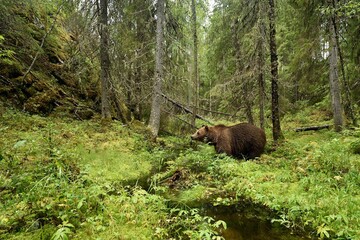 Brown bear in the forest valley where the stream flows through the forest