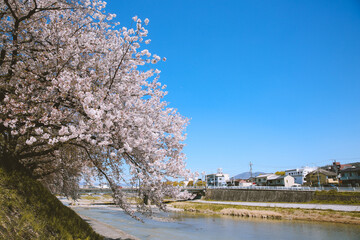 Obraz premium Cherry blossoms in spring, Kyoto, Japan