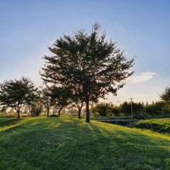 a tree in the field in Korea
