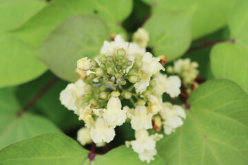 Catalpa bignonioides or Indian bean tropical tree in bloom in the garden. Close-up of Catalpa tree with yellow flowers 
