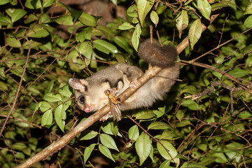 Sugar Glider feeding on an insect