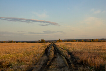A dirt road leads through the fields. Yellow grass under blue sky
