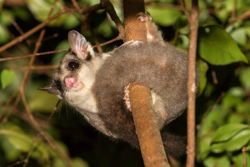 Sugar Glider hunting in tree