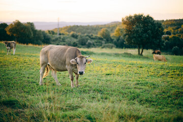 Obraz premium Brown cow pasturing on a green grass meadow field