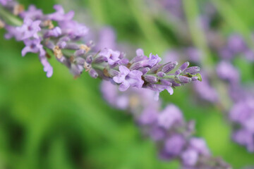 Obraz premium Close-up of Lavender flowers in the garden. Lavandula 