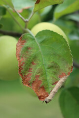 
Apple tree leaves with brown spots and edges defromations damaged by infection disease in the orchard 