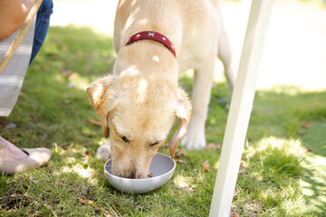 餌を食べる犬

