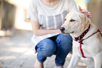 飼い主と散歩する犬
