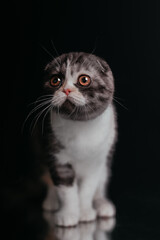 Obraz premium Scottish Highland Fold Cat Portrait portrait black background in the studio