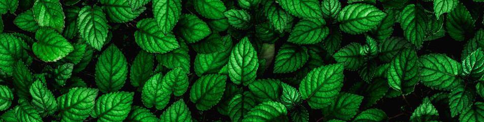 closeup nature view of green leaf and palms background. Flat lay, dark nature concept, tropical leaf