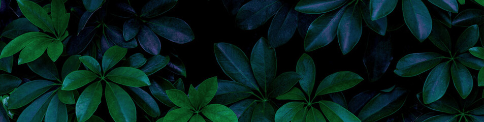 closeup nature view of green leaf and palms background. Flat lay, dark nature concept, tropical leaf
