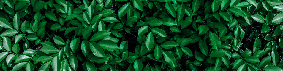 Fototapeta na wymiar closeup nature view of green leaf and palms background. Flat lay, dark nature concept, tropical leaf