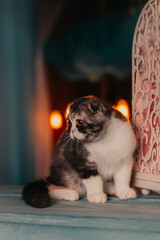 Scottish Highland Fold Cat Sitting Portrait